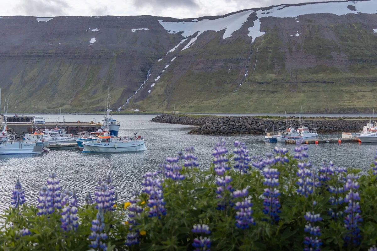 lupins violets au premier plan face à un port et des montagnes