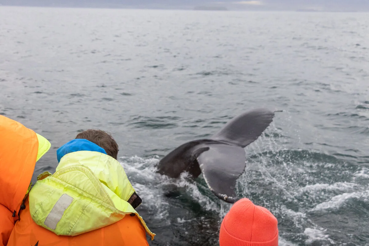baleine à proximité de personnes qui la regardent depuis le bateau