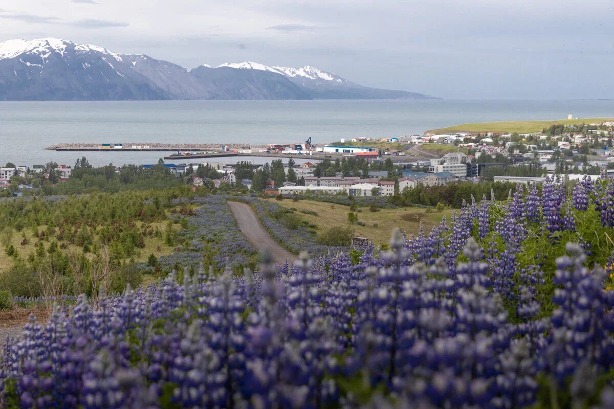 lupins violets en premier plan avec vue sur la ville et la baie
