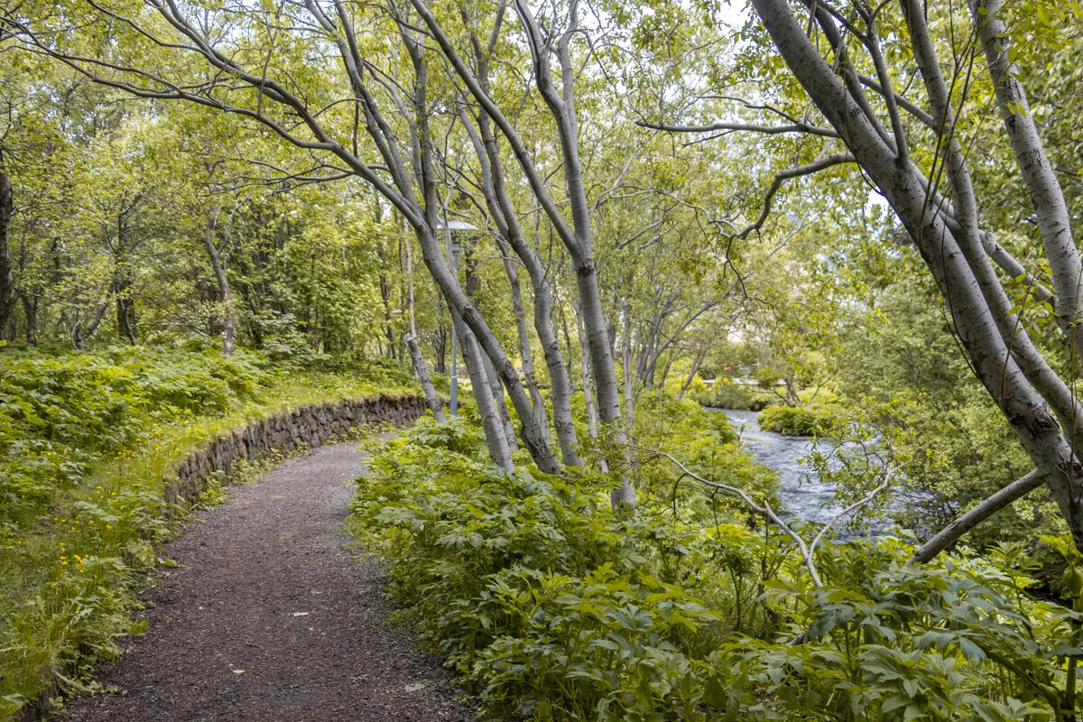 sentier forestier longeant un petit cours d'eau
