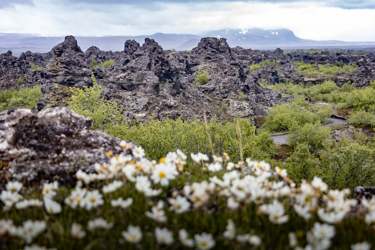 fleurs blanches en premier plan avec rochers volcaniques