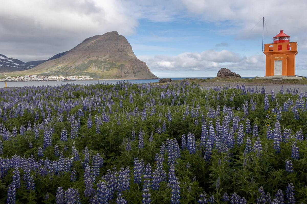 champ de lupins violets avec montagne et phare orange