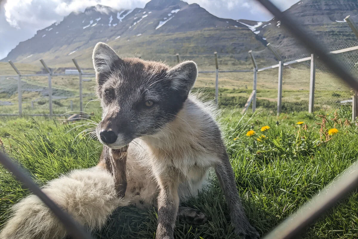 un renard polaire dans l'herbe près d'une clôture