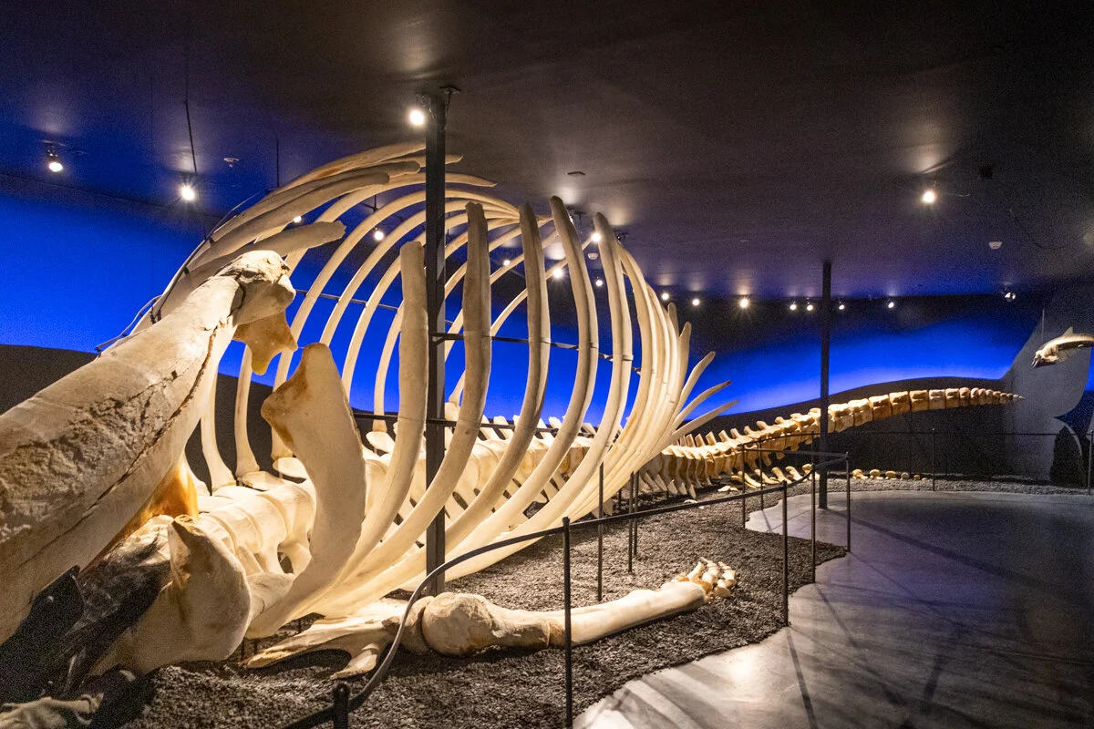 squelette de baleine éclairé