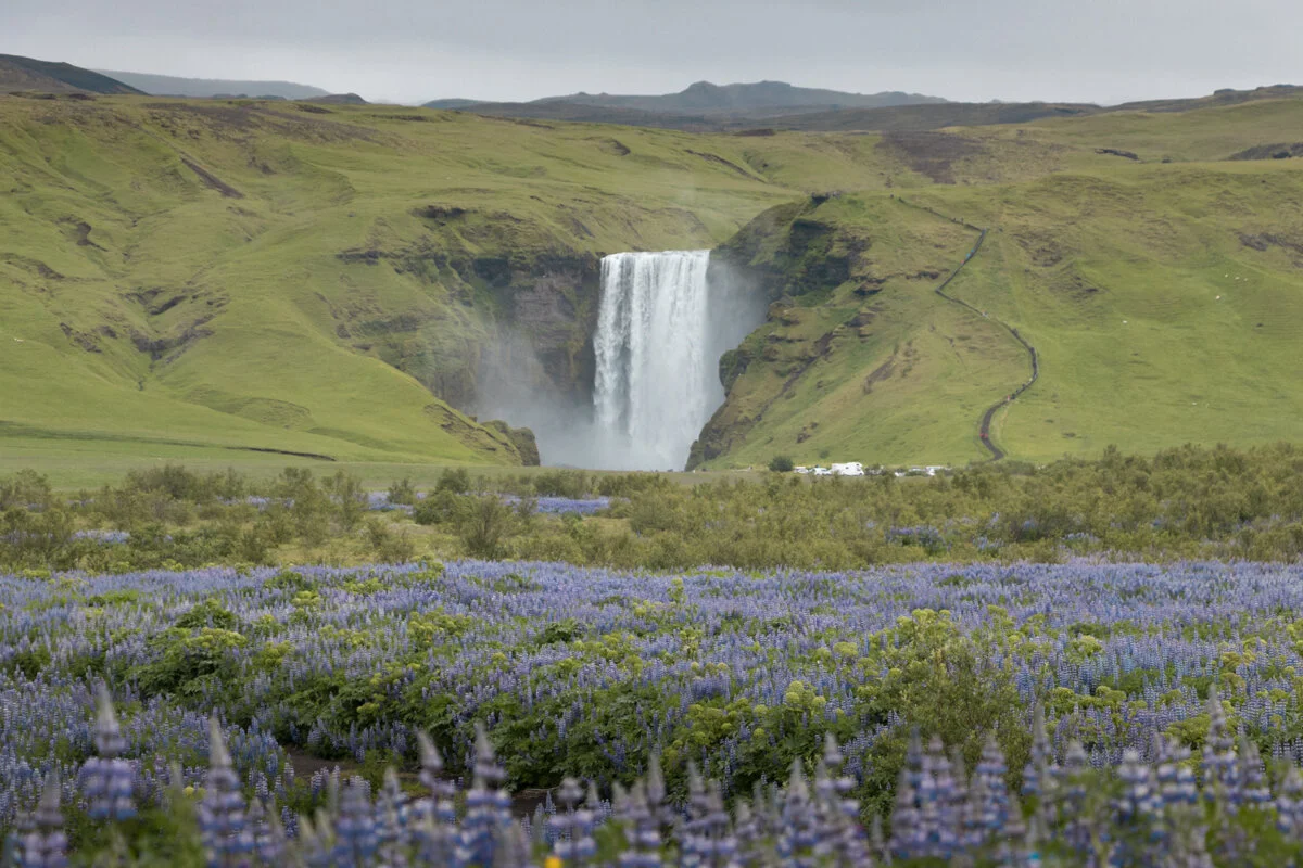Skogafoss au loin dans la verdure, avec des lupins au premier plan