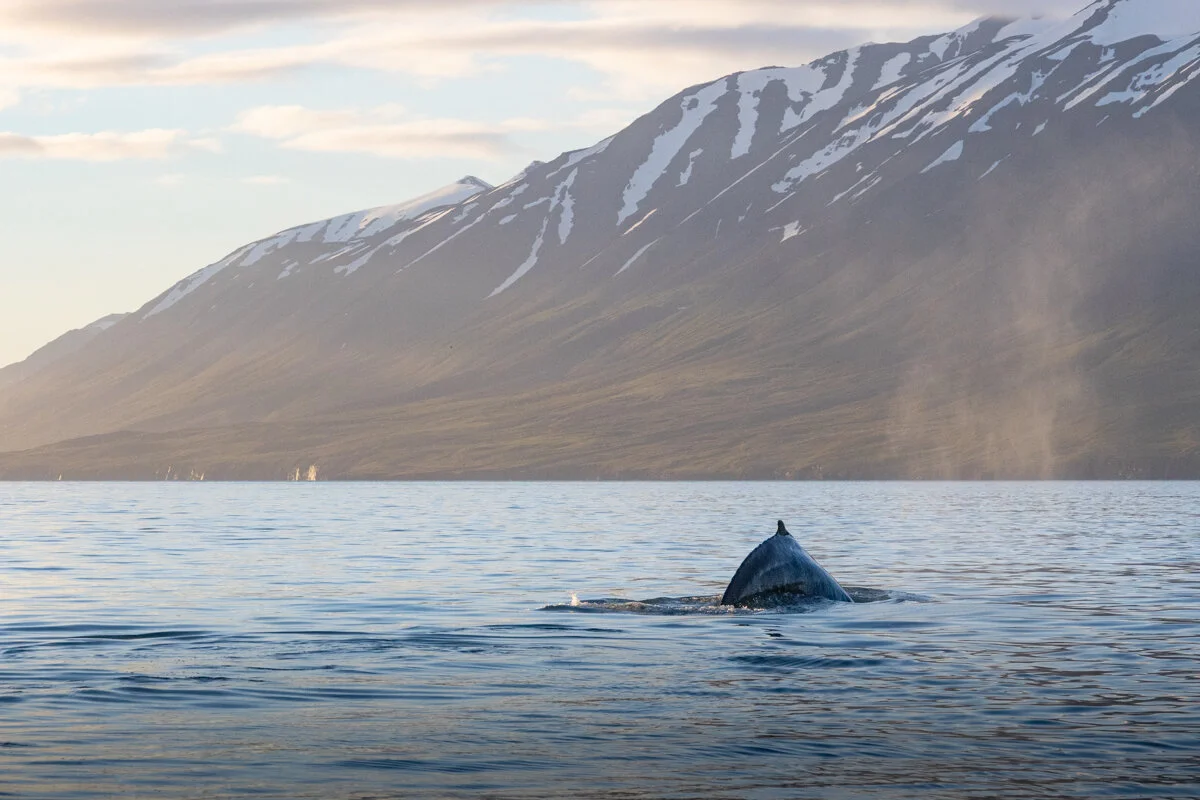 baleine à bosse émergeant du fjord près d'une montagne enneigée