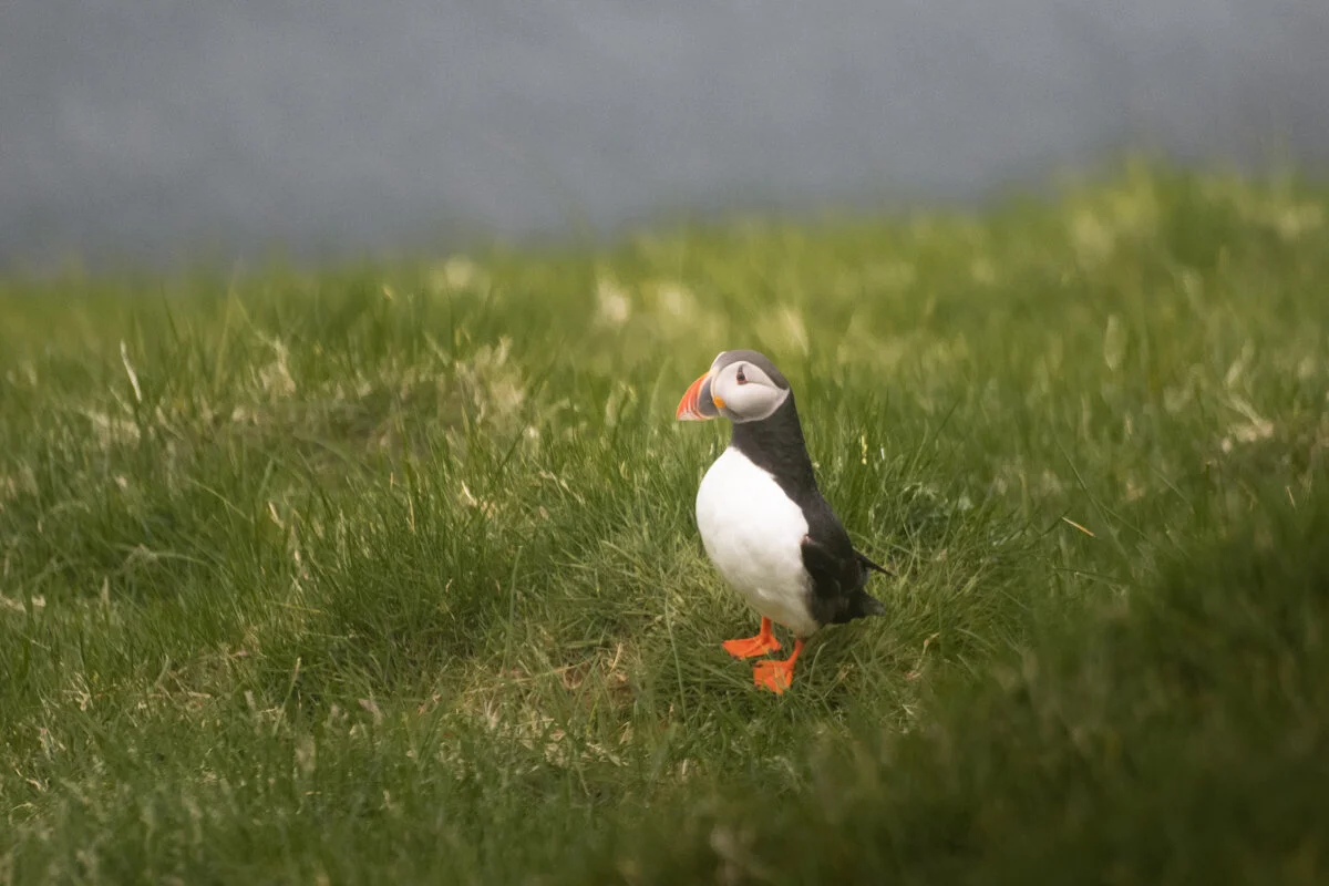 un macareux posé dans l'herbe verte