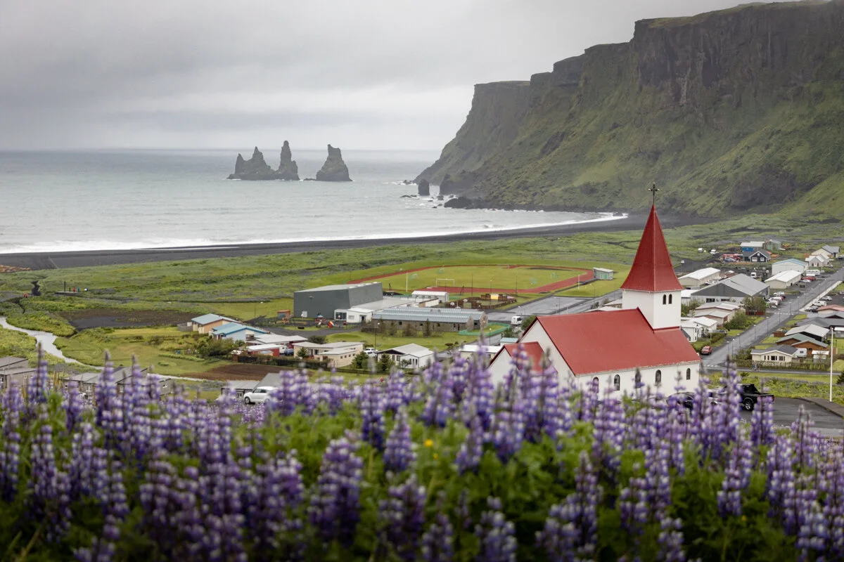 panorama sur Vik avec son église rouge, une falaise et l'océan au fond, et des lupins violets au premier plan