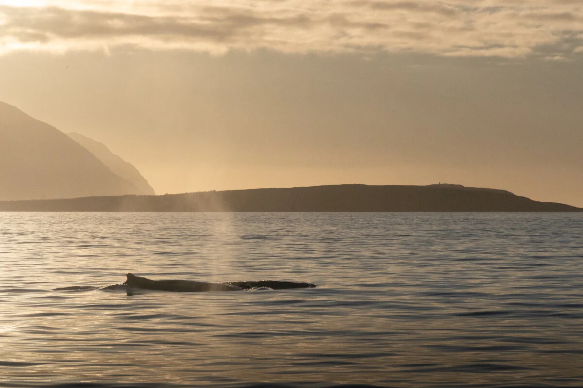 baleine au large avec montagne en arrière-plan au coucher du soleil