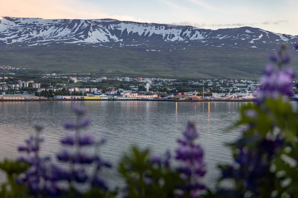 vue sur Akureyri au loin avec montagnes enneigées et lupins au premier plan