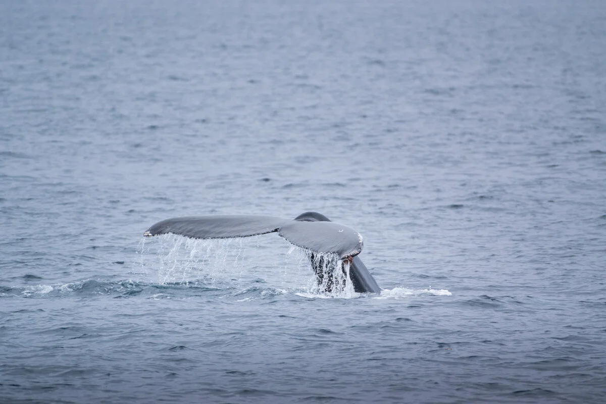 queue d'une baleine plongeant dans l'océan