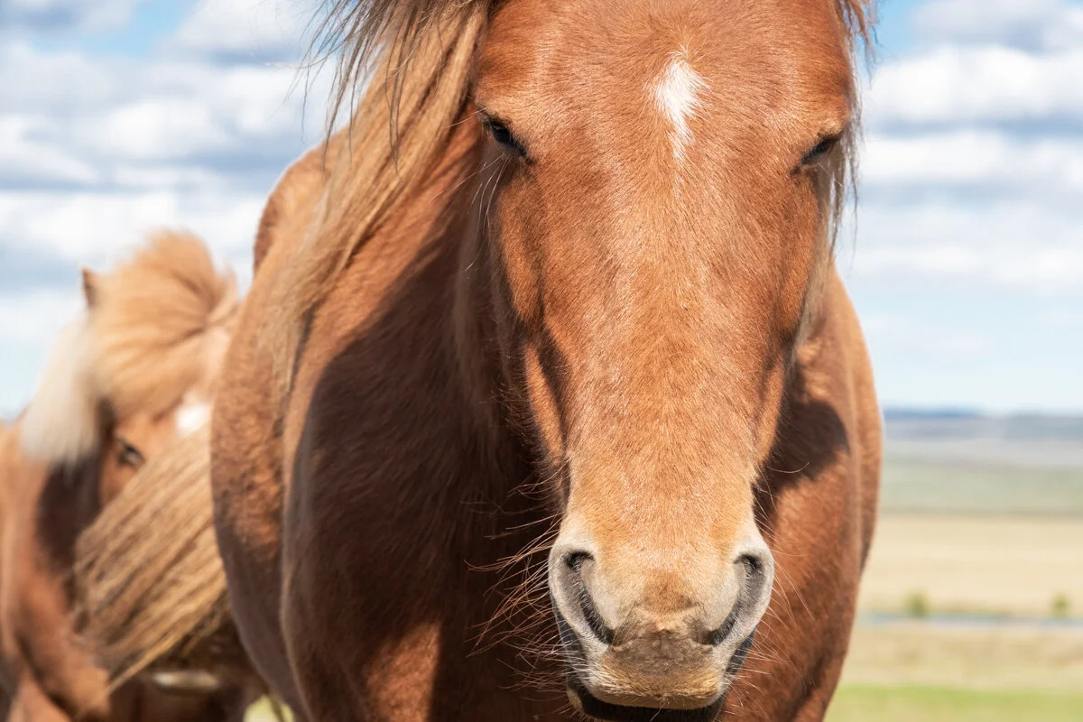 gros plan sur la tête d'un cheval brun islandais de face