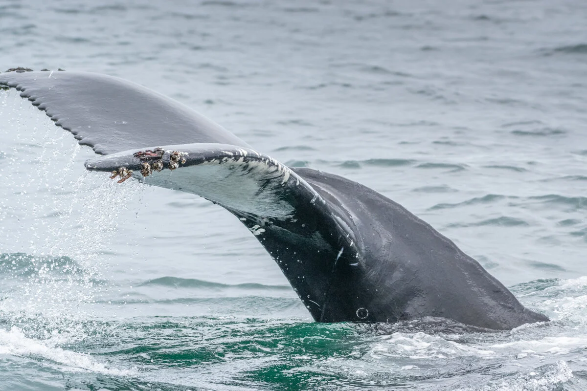 queue d'une baleine à bosse qui plonge dans l'eau
