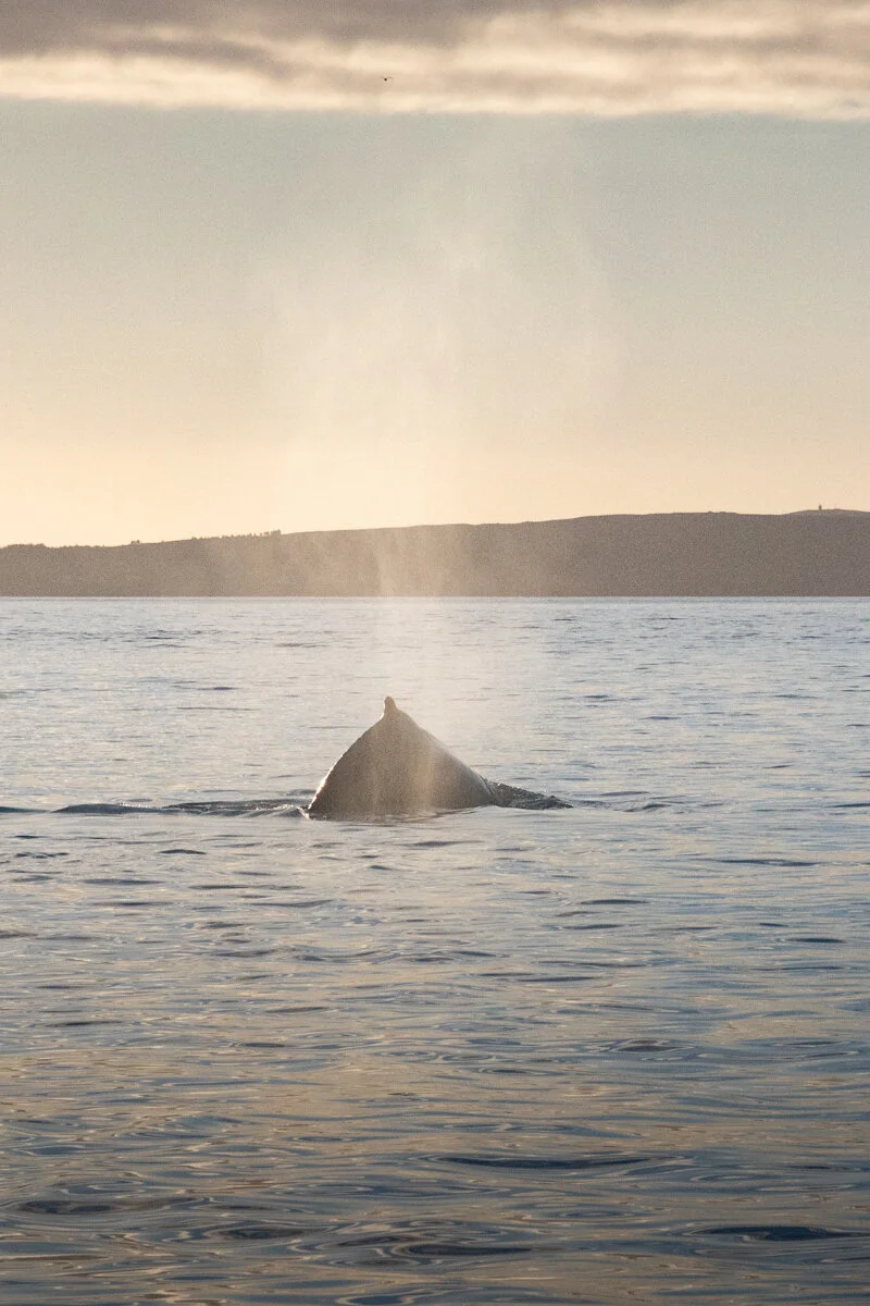 une baleine émerge de l'eau