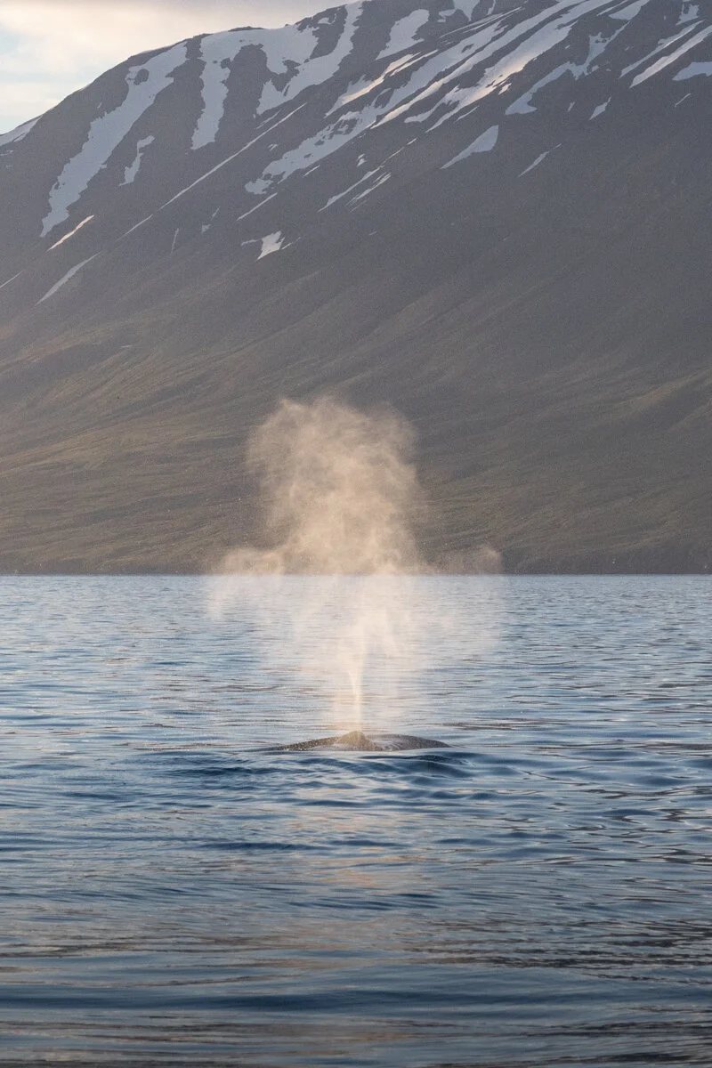 un baleine souffle de l'eau en surface